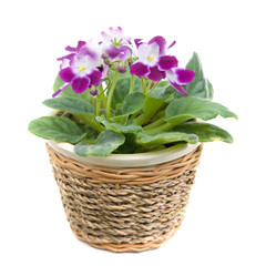 african violet ina raffia pot