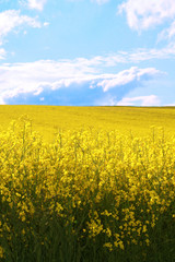 Obraz premium Blumenwiese