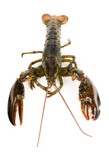 Lobster