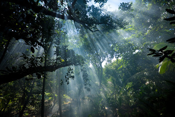 shafts of sunlight in the jungle