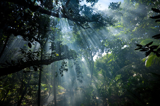 Fototapeta shafts of sunlight in the jungle