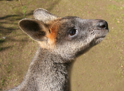 Swamp Wallaby