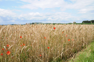 Weizenfeld mit Kornblumen