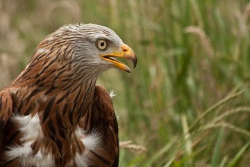 portrait of a red kite