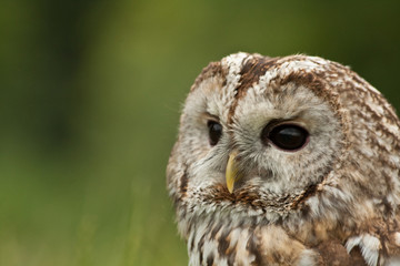 portrait of a owl