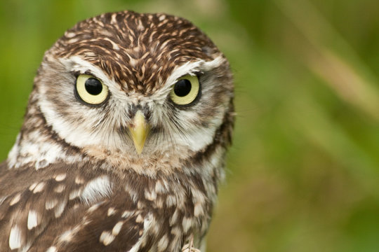 what are you looking at owl