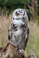 singing snow white owl