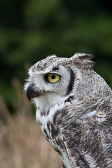 portrait of a snow white owl