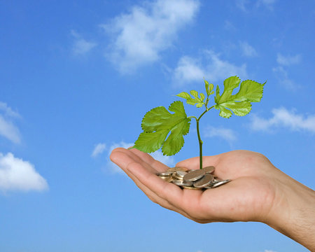 Hand with tree growing from pile of coins