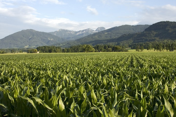 Fototapeta na wymiar pole kukurydzy