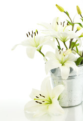 White lily flowers