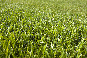 detalle de la hierba