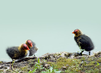 Baby Coots