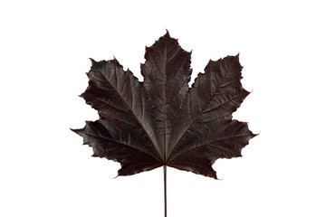 Maple leaf