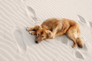 Dog on the beach