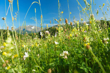 Mountain herbs and flowers