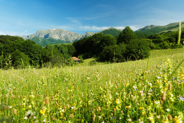 Obraz premium Spring landscape with mountains