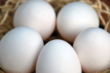 eggs