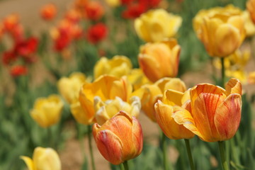 Tulpen in gelb und rot