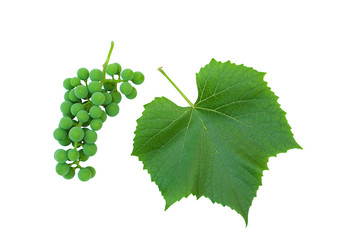 Green grape cluster and vine  isolated on white backgroundleaf on white