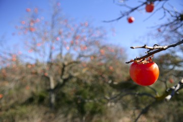 Persimmon fruit detail in vivid orange