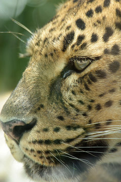 Leopard 03