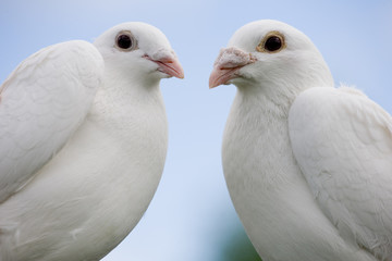 Two doves