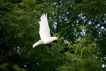 White Dove in flight