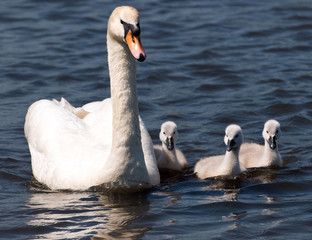 Swan and Cygnets