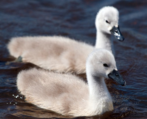 Two Baby Swans
