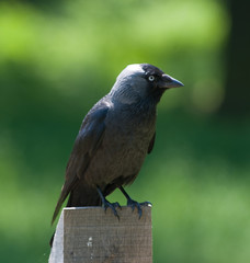 Jackdaw on a Post