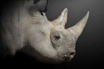 Nashorn auf schwarzen Hintergrund