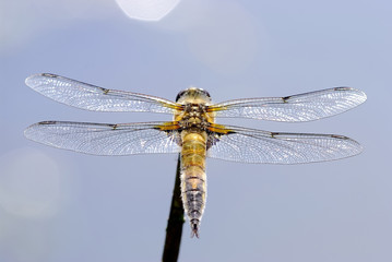 dragonfly macro (Anaciaeschna isoceles)