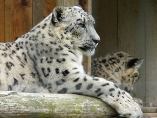 panth&egrave;re des neiges