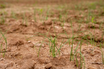 Onion, garlic sprouts  red soil field