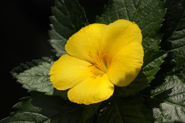 żółty kwiat