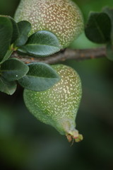 owoc