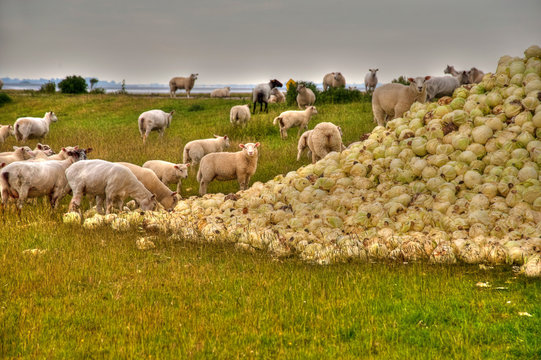 sheep and cabbage