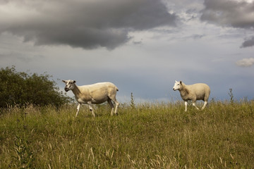 Obraz premium sheep in grassy field