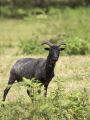 Obraz premium hebridean sheep