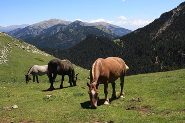Fototapeta na wymiar wild horses grazing in Pyrenees