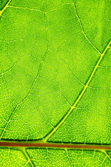 green leaf background