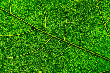 Leaf of the maple close-up