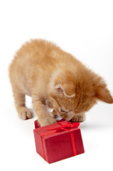 kitten with a red gift box