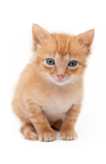 kitten isolated