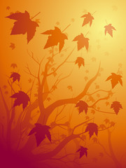 Fall maple background
