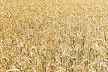 Wheat