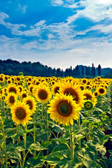 Sonnenblumenfeld in der Toskana v2