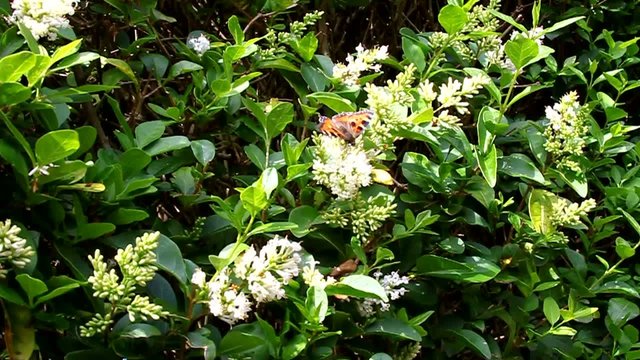 butterfly