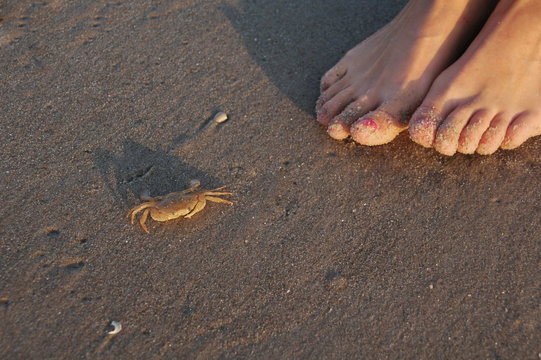 Kleine Krabbe am Strand gefunden